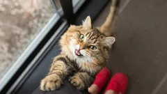 Por qué los gatos se meten constantemente entre tus piernas: una sencilla explicación científica